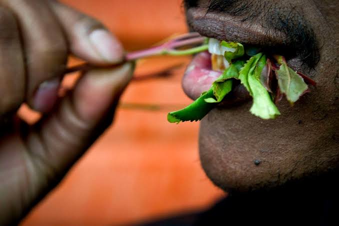 Muguka and Miraa (Khat) Addiction in Kenya: Signs, Health Effects and How Treatment Works